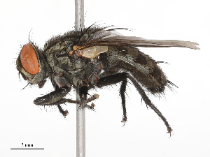  ( - CBG-B21311-A02)  @11 [ ] CreativeCommons - Attribution Share - Alike (2025) CBG Photography Group Centre for Biodiversity Genomics