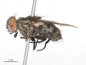  ( - CBG-B21311-A03)  @11 [ ] CreativeCommons - Attribution Share - Alike (2025) CBG Photography Group Centre for Biodiversity Genomics