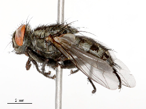  ( - CBG-B21311-A04)  @11 [ ] CreativeCommons - Attribution Share - Alike (2025) CBG Photography Group Centre for Biodiversity Genomics