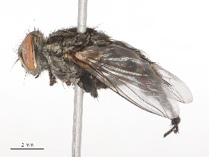  ( - CBG-B21311-A05)  @11 [ ] CreativeCommons - Attribution Share - Alike (2025) CBG Photography Group Centre for Biodiversity Genomics