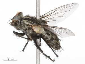  ( - CBG-B21311-A06)  @11 [ ] CreativeCommons - Attribution Share - Alike (2025) CBG Photography Group Centre for Biodiversity Genomics