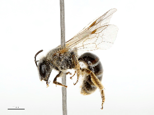  ( - CBG-B21311-E11)  @11 [ ] CreativeCommons - Attribution Share - Alike (2025) CBG Photography Group Centre for Biodiversity Genomics