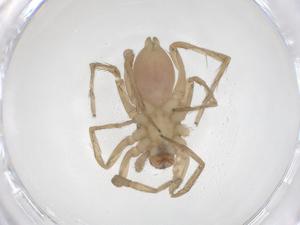  (Piratula piratoides - CBG-B21319-G12)  @11 [ ] CreativeCommons - Attribution Share - Alike (2025) Centre for Biodiversity Genomics Centre for Biodiversity Genomics