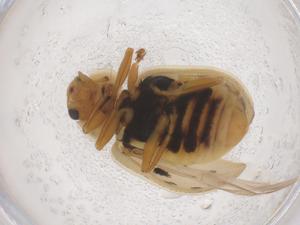  ( - CBG-B21320-A09)  @11 [ ] CreativeCommons - Attribution Share - Alike (2025) Centre for Biodiversity Genomics Centre for Biodiversity Genomics