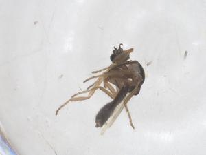  (Symplecta chosenensis - CBG-B21392-B10)  @11 [ ] CreativeCommons - Attribution Share - Alike (2025) Centre for Biodiversity Genomics Centre for Biodiversity Genomics