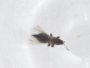  ( - CBG-B21392-E08)  @11 [ ] CreativeCommons - Attribution Share - Alike (2025) Centre for Biodiversity Genomics Centre for Biodiversity Genomics