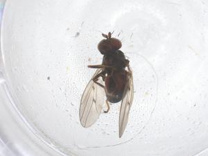  (Philygria nigrescens - CBG-B21392-F12)  @11 [ ] CreativeCommons - Attribution Share - Alike (2025) Centre for Biodiversity Genomics Centre for Biodiversity Genomics