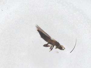  ( - CBG-B21431-C02)  @11 [ ] CreativeCommons - Attribution Share - Alike (2025) Centre for Biodiversity Genomics Centre for Biodiversity Genomics