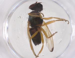  ( - CBG-B21432-G07)  @11 [ ] CreativeCommons - Attribution Share - Alike (2025) Centre for Biodiversity Genomics Centre for Biodiversity Genomics