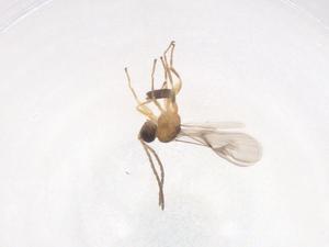  (Lysiphlebia - CBG-B21435-B01)  @11 [ ] CreativeCommons - Attribution Share - Alike (2025) Centre for Biodiversity Genomics Centre for Biodiversity Genomics