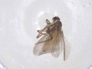  ( - CBG-B21439-B06)  @11 [ ] CreativeCommons - Attribution Share - Alike (2025) Centre for Biodiversity Genomics Centre for Biodiversity Genomics