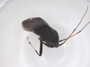  (Ectmetopterus micantulus - CBG-B21494-F04)  @11 [ ] CreativeCommons - Attribution Share - Alike (2025) Centre for Biodiversity Genomics Centre for Biodiversity Genomics