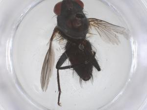  ( - CBG-B21496-C11)  @11 [ ] CreativeCommons - Attribution Share - Alike (2025) Centre for Biodiversity Genomics Centre for Biodiversity Genomics