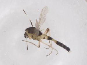  ( - CBG-B21497-D10)  @11 [ ] CreativeCommons - Attribution Share - Alike (2025) Centre for Biodiversity Genomics Centre for Biodiversity Genomics