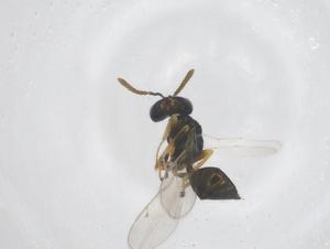  (Halticoptera circulus - CBG-B22152-F09)  @11 [ ] CreativeCommons - Attribution Share - Alike (2025) Centre for Biodiversity Genomics Centre for Biodiversity Genomics