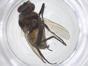  ( - CBG-B22152-H09)  @11 [ ] CreativeCommons - Attribution Share - Alike (2025) Centre for Biodiversity Genomics Centre for Biodiversity Genomics