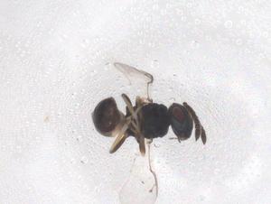  ( - CBG-B22185-E04)  @11 [ ] CreativeCommons - Attribution Share - Alike (2025) Centre for Biodiversity Genomics Centre for Biodiversity Genomics