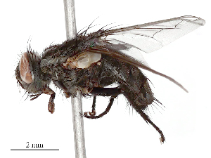  ( - CBG-B23321-A05)  @11 [ ] CreativeCommons - Attribution Share - Alike (2025) CBG Photography Group Centre for Biodiversity Genomics