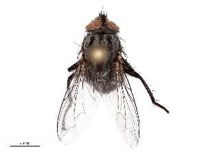  ( - CBG-B23321-A11)  @11 [ ] CreativeCommons - Attribution Share - Alike (2025) CBG Photography Group Centre for Biodiversity Genomics