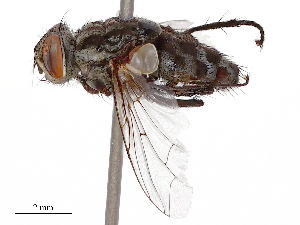  ( - CBG-B23321-B01)  @11 [ ] CreativeCommons - Attribution Share - Alike (2025) CBG Photography Group Centre for Biodiversity Genomics