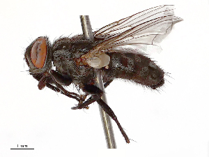  ( - CBG-B23321-B09)  @11 [ ] CreativeCommons - Attribution Share - Alike (2025) CBG Photography Group Centre for Biodiversity Genomics