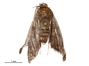 ( - CBG-B23321-D09)  @11 [ ] CreativeCommons - Attribution Share - Alike (2025) CBG Photography Group Centre for Biodiversity Genomics