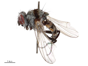  ( - CBG-B23321-E06)  @11 [ ] CreativeCommons - Attribution Share - Alike (2025) CBG Photography Group Centre for Biodiversity Genomics