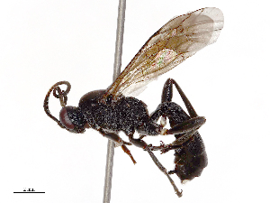  (Vulgichneumon lissolaba - CBG-B23321-G12)  @11 [ ] CreativeCommons - Attribution Share - Alike (2025) CBG Photography Group Centre for Biodiversity Genomics