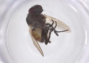  ( - CBG-B23355-H10)  @11 [ ] CreativeCommons - Attribution Share - Alike (2025) Centre for Biodiversity Genomics Centre for Biodiversity Genomics