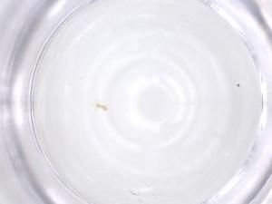  ( - CBG-B23364-H07)  @11 [ ] CreativeCommons - Attribution Share - Alike (2025) Centre for Biodiversity Genomics Centre for Biodiversity Genomics