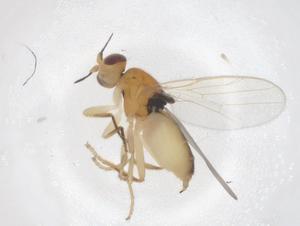  ( - CBG-B23365-D04)  @11 [ ] CreativeCommons - Attribution Share - Alike (2025) Centre for Biodiversity Genomics Centre for Biodiversity Genomics