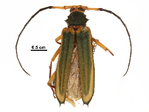  ( - BIOUG33168-F08)  @14 [ ] CreativeCommons - Attribution (2017) CBG Photography Group Centre for Biodiversity Genomics