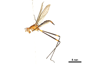  ( - BIOUG33277-B09)  @11 [ ] CreativeCommons - Attribution (2019) CBG Photography Group Centre for Biodiversity Genomics