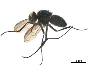  ( - BIOUG33284-A09)  @11 [ ] CreativeCommons - Attribution (2019) CBG Photography Group Centre for Biodiversity Genomics