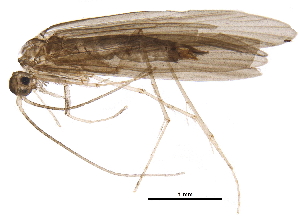  ( - BIOUG33413-E09)  @11 [ ] CreativeCommons - Attribution (2017) CBG Photography Group Centre for Biodiversity Genomics