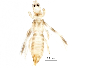  (Thrips sp - BIOUG34590-H11)  @11 [ ] CreativeCommons - Attribution (2018) CBG Photography Group Centre for Biodiversity Genomics