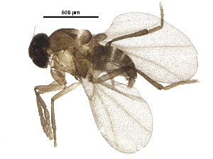  (n_gen_BB1 - BIOUG36498-D04)  @11 [ ] CreativeCommons - Attribution (2018) CBG Photography Group Centre for Biodiversity Genomics