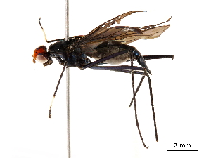  ( - BIOUG36554-D09)  @11 [ ] CreativeCommons - Attribution (2019) CBG Photography Group Centre for Biodiversity Genomics