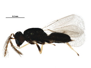  (Galeopsomyia Malaise9100 - BIOUG36316-B08)  @13 [ ] CreativeCommons - Attribution (2018) CBG Photography Group Centre for Biodiversity Genomics