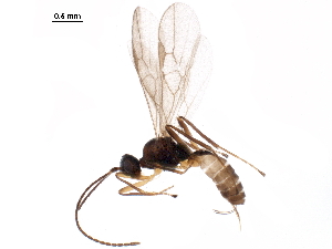  (Blacus malaise9903 - BIOUG36697-G11)  @12 [ ] CreativeCommons - Attribution (2018) CBG Photography Group Centre for Biodiversity Genomics