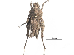  ( - BIOUG36719-C07)  @11 [ ] CreativeCommons - Attribution (2018) CBG Photography Group Centre for Biodiversity Genomics