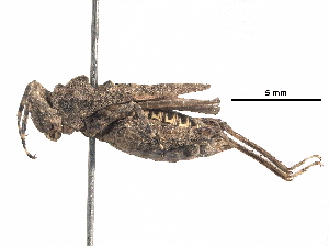  ( - BIOUG36719-C07)  @11 [ ] CreativeCommons - Attribution (2018) CBG Photography Group Centre for Biodiversity Genomics