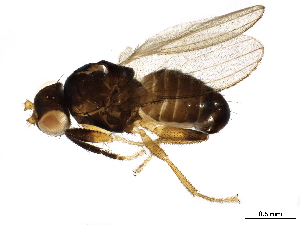  (Pseudopomyza brunneicacumen - BIOUG31499-E05)  @11 [ ] CreativeCommons - Attribution (2020) CBG Photography Group Centre for Biodiversity Genomics