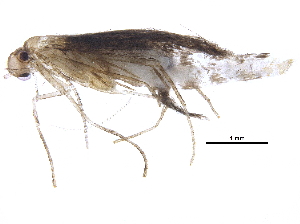  (malaiseGraci01 Malaise3820 - BIOUG31476-D01)  @12 [ ] CreativeCommons - Attribution (2017) CBG Photography Group Centre for Biodiversity Genomics