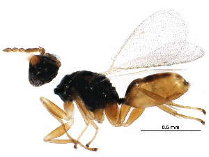  ( - BIOUG31583-A07)  @13 [ ] CreativeCommons - Attribution (2017) CBG Photography Group Centre for Biodiversity Genomics