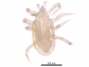  (Proctolaelaps sp. JCS73 - BIOUG31664-E08)  @11 [ ] CreativeCommons - Attribution (2017) CBG Photography Group Centre for Biodiversity Genomics