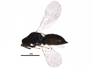  (Galeopsomyia malaise0520 - BIOUG31681-D08)  @13 [ ] CreativeCommons - Attribution (2017) CBG Photography Group Centre for Biodiversity Genomics