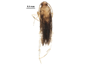  (unclassified Pieridae - BIOUG31699-H09)  @12 [ ] CreativeCommons - Attribution (2017) CBG Photography Group Centre for Biodiversity Genomics