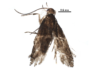 ( - BIOUG32861-C02)  @12 [ ] CreativeCommons - Attribution (2017) CBG Photography Group Centre for Biodiversity Genomics