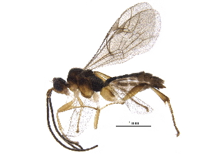  ( - BIOUG32981-A11)  @11 [ ] CreativeCommons - Attribution (2017) CBG Photography Group Centre for Biodiversity Genomics